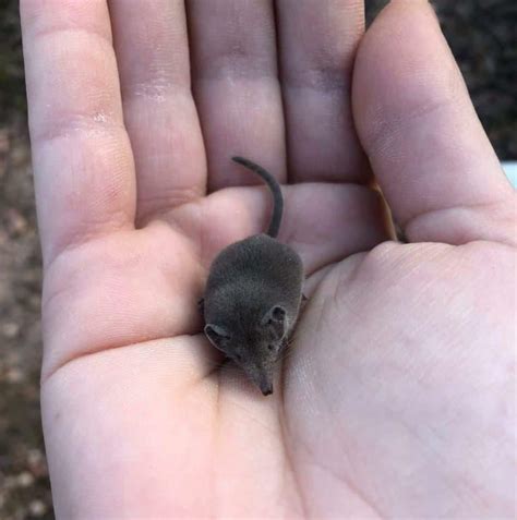 Worlds Smallest Animal Species