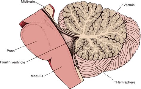 Cerebellum Vermis