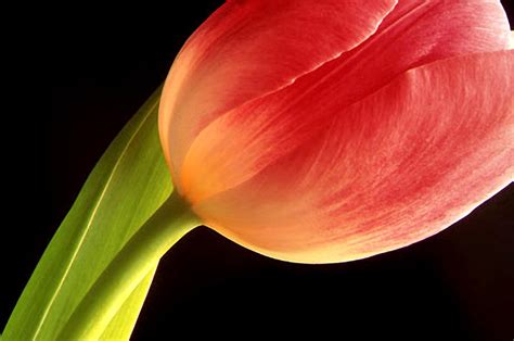 Tulip Close-up Photograph by Tony Ramos - Fine Art America