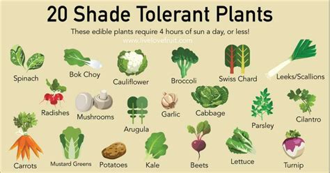 20 Shade Tolerant Plants To Grow In Your Garden This Summer | Shade tolerant plants, Tomato ...