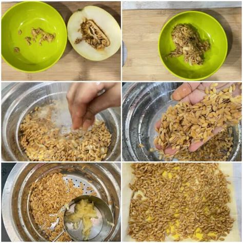 How to dry muskmelon seeds to eat - shellyfoodspot