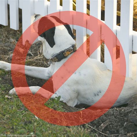 No-Dig Dog Fence | Prevent Escaping | Dog-Proofer Fence Systems