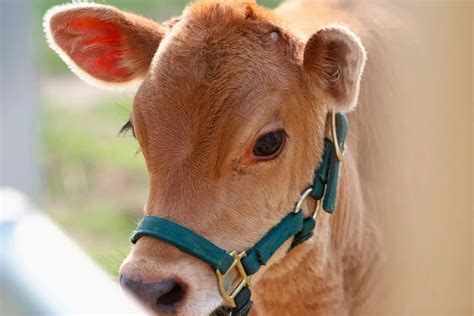 Are Miniature Cows Good Pets? Here’s What You Must Know – Urban Backyard Farming