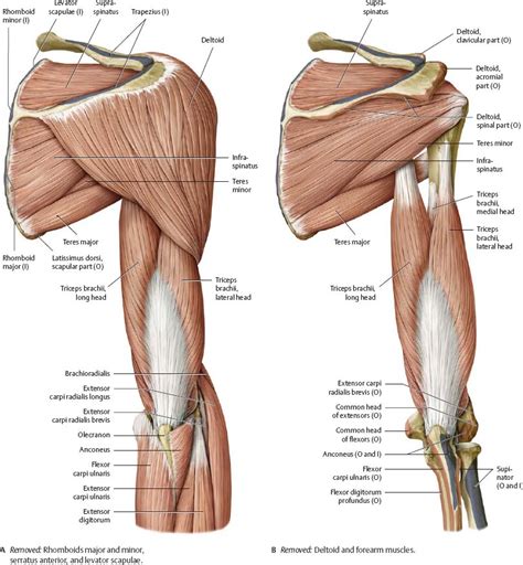 Posterior Upper Limb Muscles