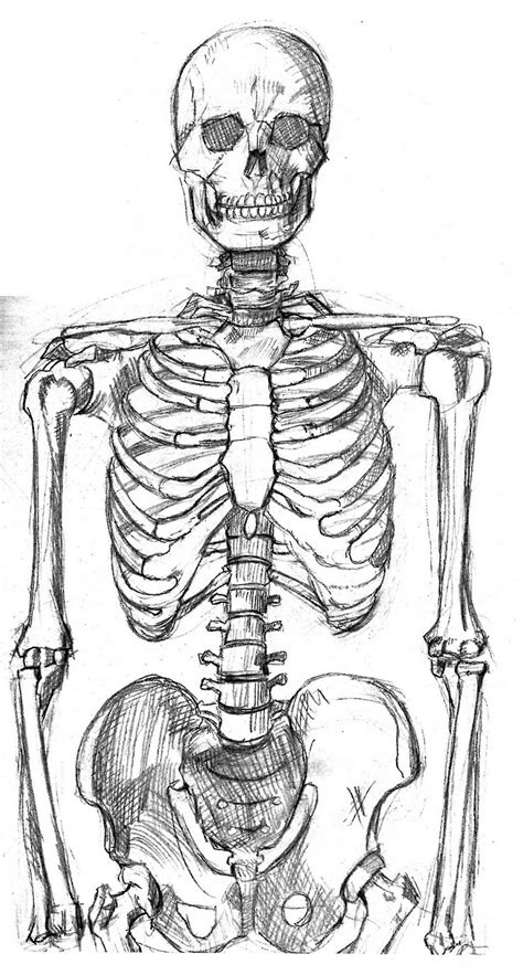 Realistic Skeleton Drawing at GetDrawings | Free download