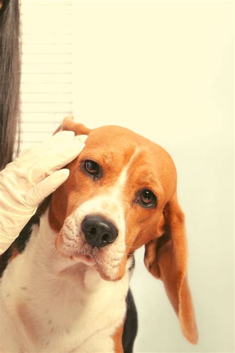 Dog Ear Cropping Price - How much does it cost? - Dog Pricing