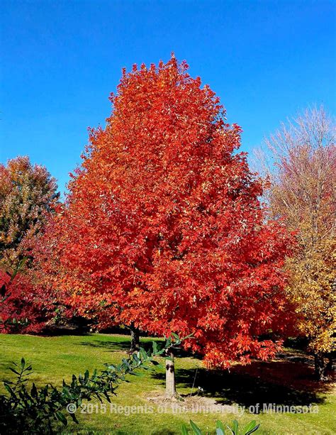 Types of maple trees in minnesota - designstudionibht