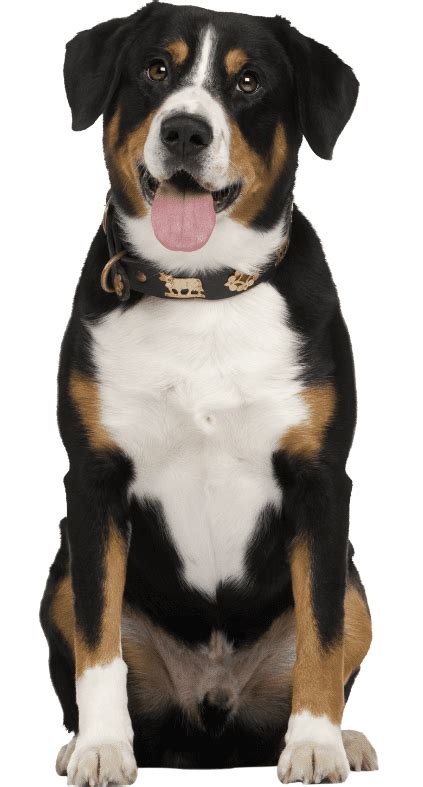 Entlebucher Mountain Dog - Breed Guide & Top Facts - Animal Corner