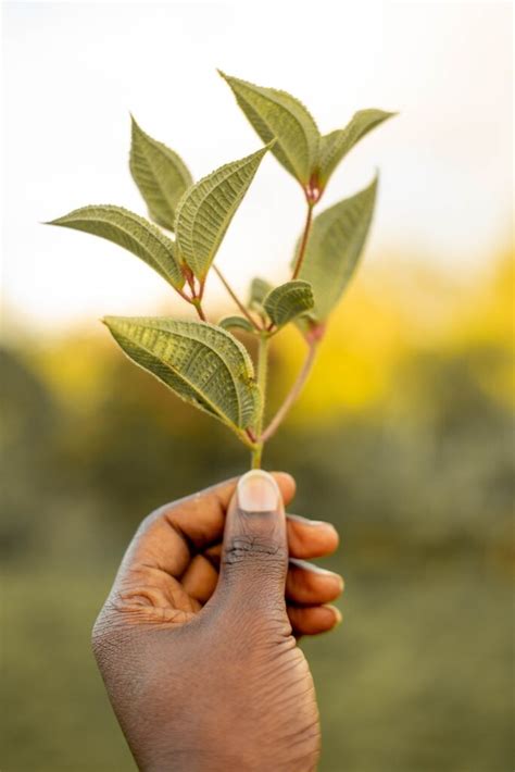 Buddha’s Hand - Three Methods to Propagate — PlantWorksNYC