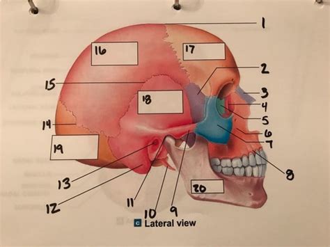Lateral view of skull Flashcards | Quizlet