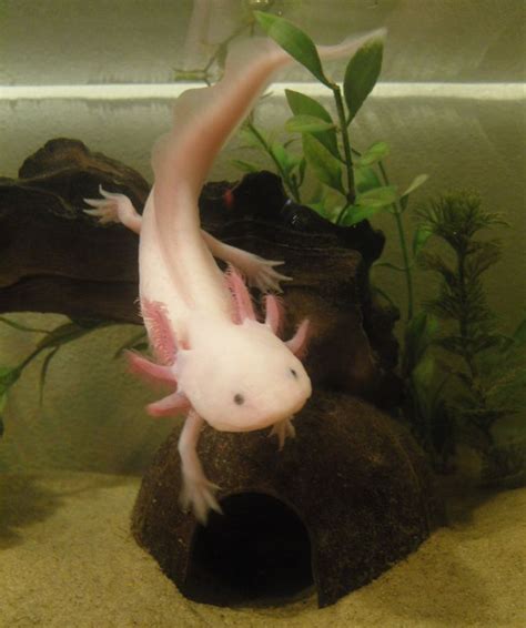 Pet fish, Weird animals, Axolotl