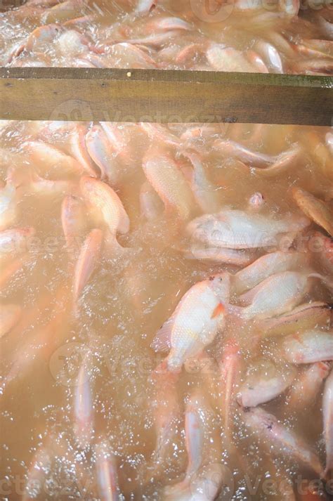 Farming of red tilapia in cage in the mekong delta 1238457 Stock Photo at Vecteezy