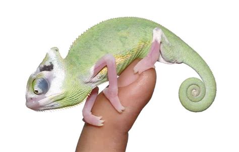 Translucent Veiled Chameleon For Sale - Upriva Reptiles