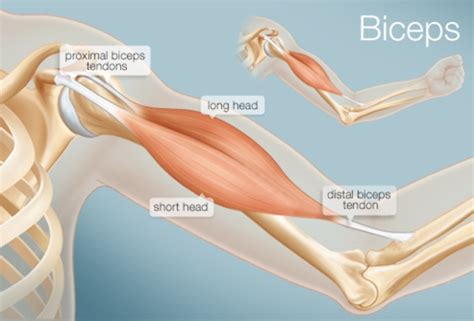 Proximal Biceps Tendon Tear - Ohio Therapy Centers