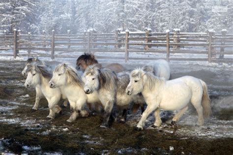 Yakutian Horse Information, Origin, History, Pictures