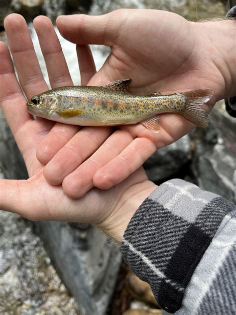 Can someone tell me what species of trout this is? : r/troutfishing