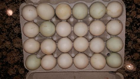 Is it safe to eat these Mallard Duck Eggs? | BackYard Chickens - Learn How to Raise Chickens