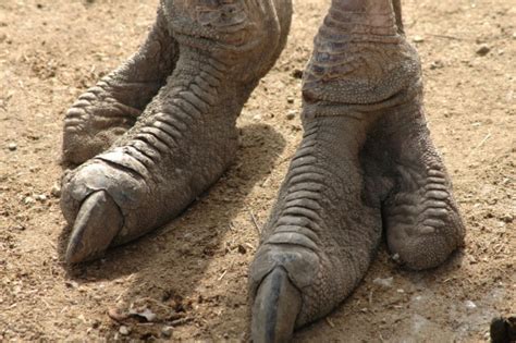 Ostrich Feet Stock Photo - Download Image Now - iStock