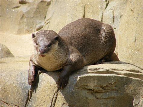 Image result for smooth coated otter Colchester Zoo, Wolverines, Walrus, Otters, Nap, Species ...