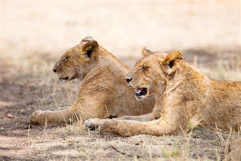 350+ Sleeping Lions In Large Pride At The Savannah Stock Photos, Pictures & Royalty-Free Images ...