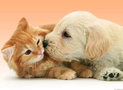 Online crop | HD wallpaper: short-coated beige puppy, animals, dog, puppies, domestic, canine ...