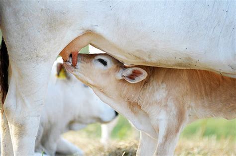 Milk Sucking Udder Cow Stock Photos, Pictures & Royalty-Free Images - iStock