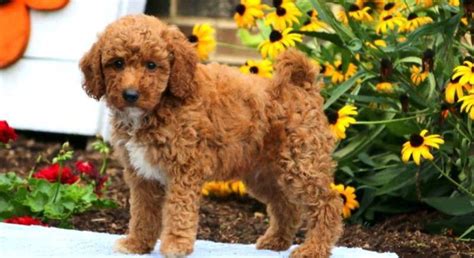 Mini Goldendoodle.Meet Gavin a Puppy for Adoption.