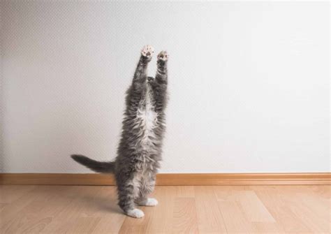 Why Is Your Cat Standing Up On Their Two Hind Legs?