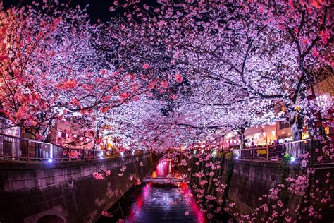 都内の絶景「夜桜」スポット9選！ライトアップやイベント情報まで【2023年最新】