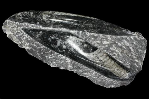 Polished Orthoceras (Cephalopod) Fossils - Morocco (#96647) For Sale - FossilEra.com