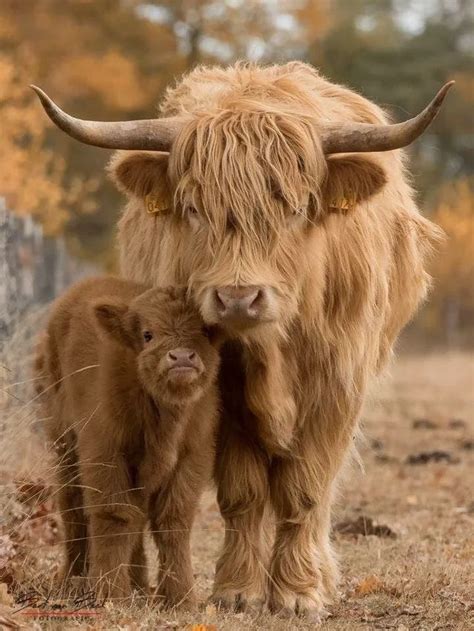 Nothing to see here. Just some coos moooing around... : aww | Cute baby cow, Fluffy cows, Fluffy ...