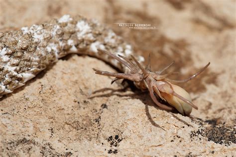 Pseudocerastes urarachnoides | The Spider-tailed horned vipe… | Flickr