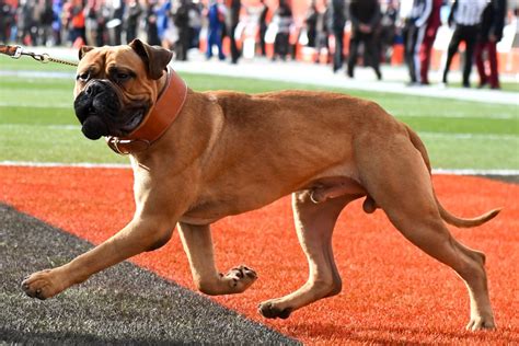 What is the Cleveland Browns' mascot? | The US Sun