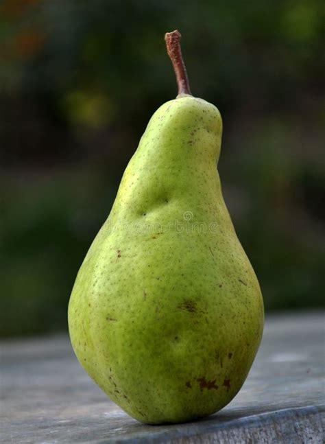 Winter pear stock image. Image of winter, green, conceptual - 36432761