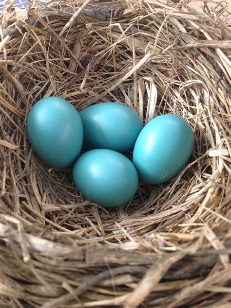 Blue Eggs Bird Nest