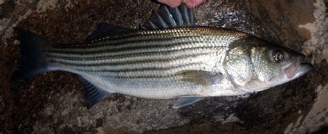 Striped Bass (Striper) Morone saxatilis