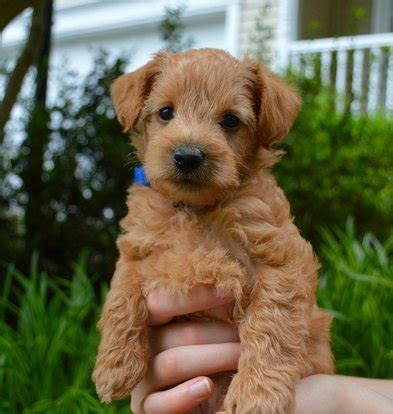 Sizes and Colors - Growing Puppies Schnoodles