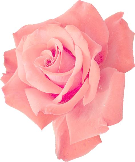 Transparent Pink Rose Flowers