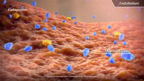 GRALISE® (gabapentin) Pharmacokinetic Mechanism of Action - YouTube