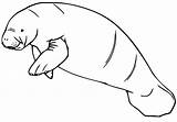 Manatee 4 Coloring Page  Free Printable Pages For Kids sketch template