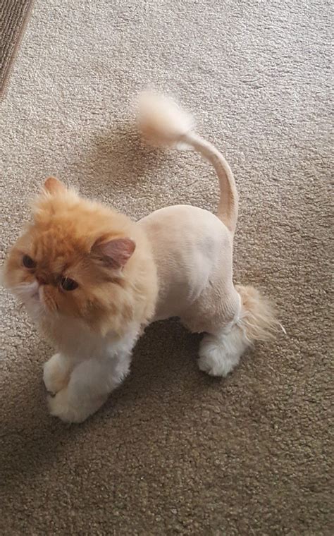 Teddy Bear Persian Cat Grooming Styles - Pets Lovers