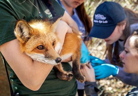 Becoming A Zoo Veterinarian: Step-By-Step Career Guide – Beta Scholar