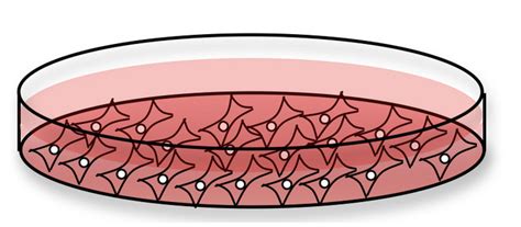 Cells growing in a tissue culture petri dish, adhered to dish bottom ...