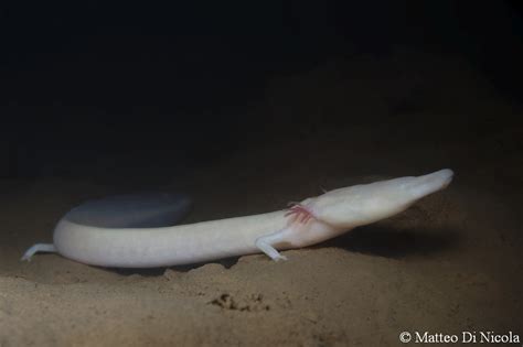 The olm. Wild adult specimen in its Italian habitat. | Flickr