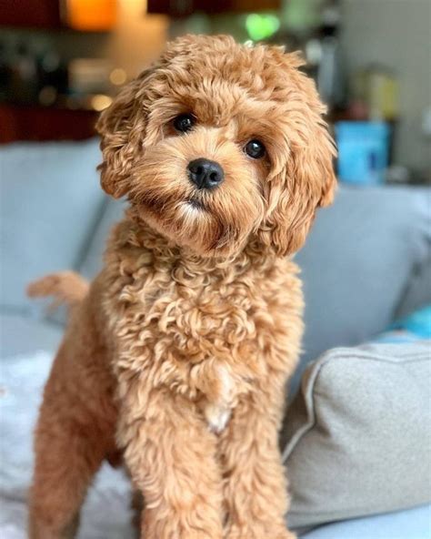 Cavapoo Puppies: Information, Characteristics, Facts, Videos #cavapoo #cavapoopuppies # ...