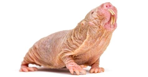 10 Incredible Naked Mole Rat Facts - AZ Animals