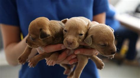 RSPCA rescue 18-day-old puppies abandoned in Whyalla | The Advertiser