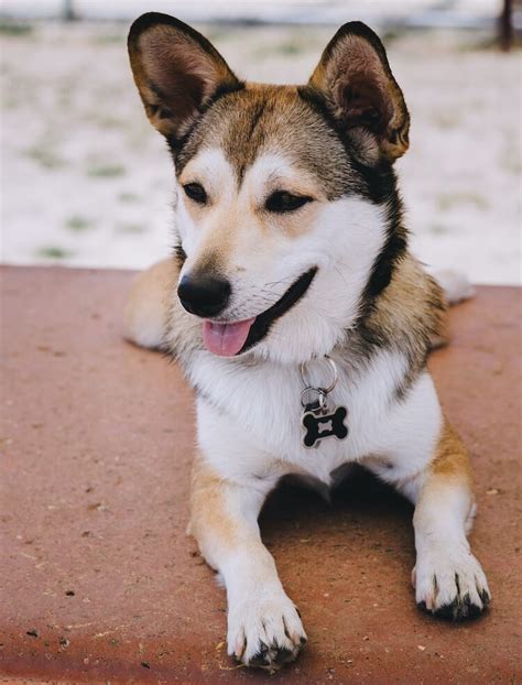 Corgi Husky Mix: Everything You need to Know - All things Dogs | Mex Alex