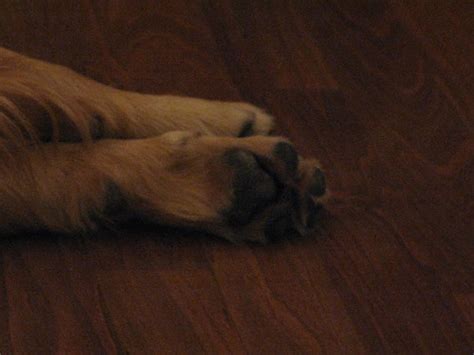 Lobo's paws! | Sweet sleeping paw pads... | bcgrote | Flickr