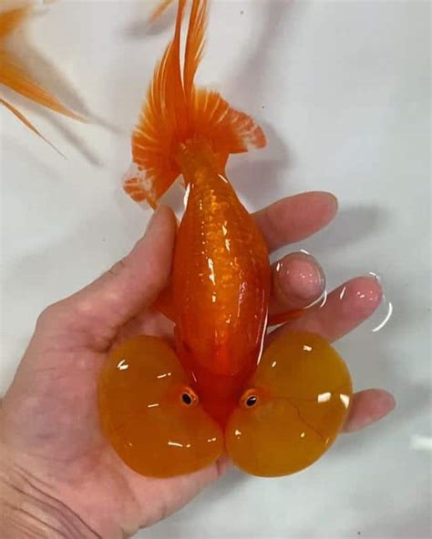 Japanese Goldfish Breeds